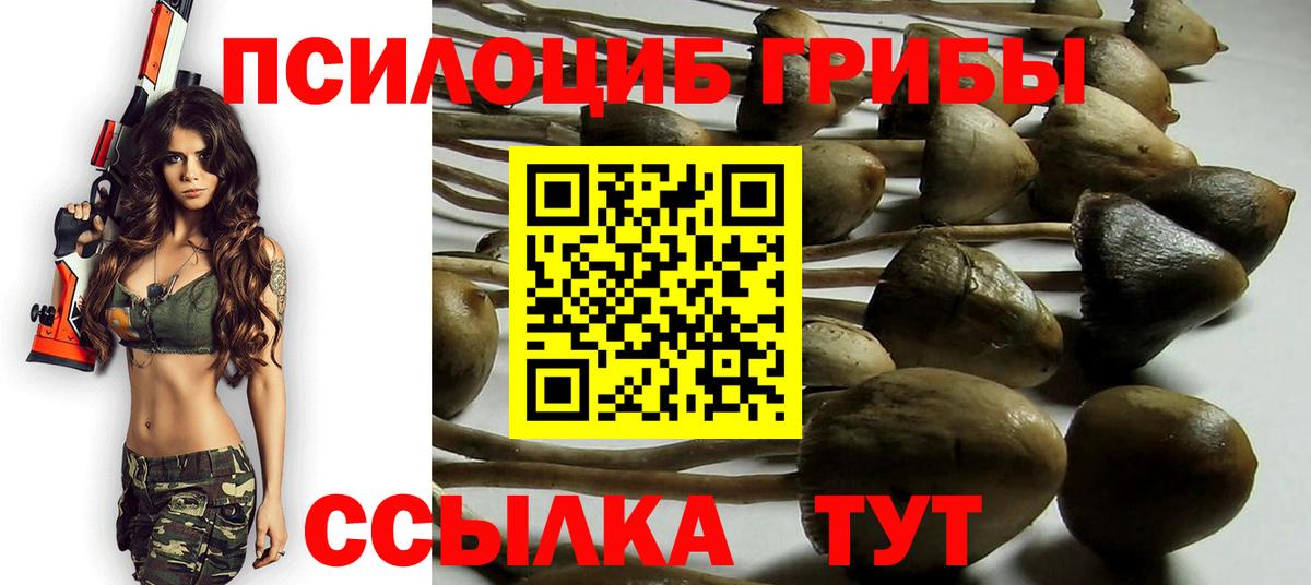 Псилоцибиновые грибы Psilocybe  Вход с VPN  Владивосток 
